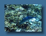 Helengeli 183